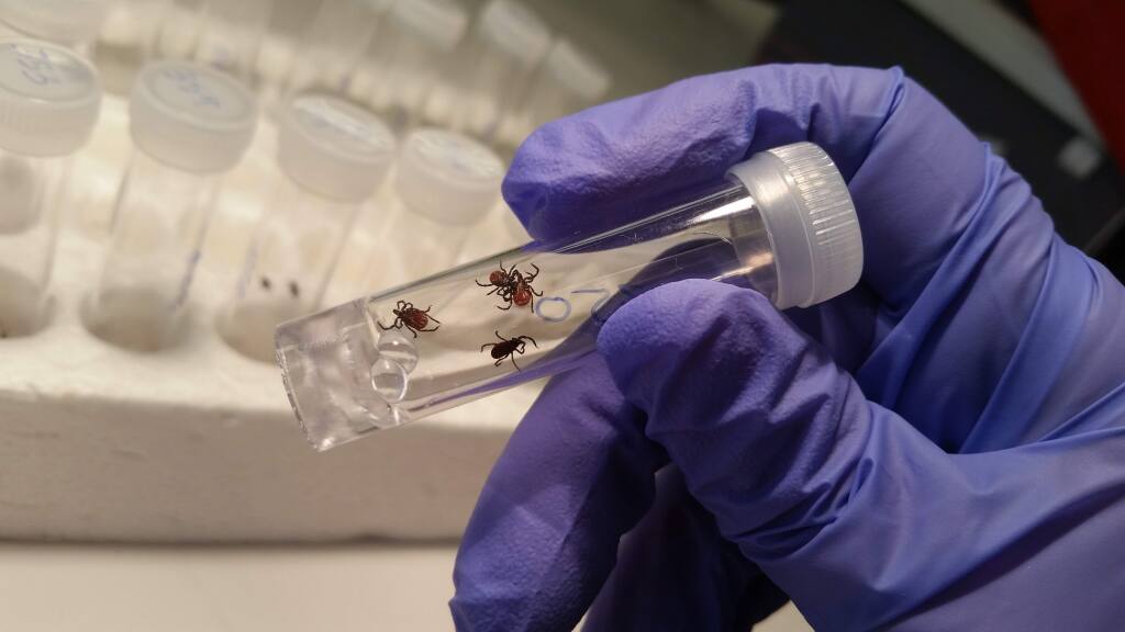 Ticks in a vial to be tested. (Photo courtesy Marin/Sonoma Mosquito and Vector Control District)