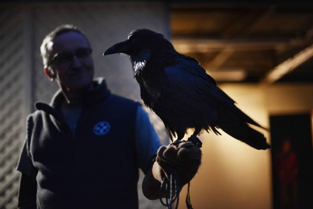 Richard Kizu-Blair holding a raven at the Edgar Allan Poe-themed masquerade and costume party fundraiser for the Bird Rescue Center located on Chanate Road in Santa Rosa, California Saturday evening. The raven had been rescued after being hit by a car in a Safeway parking lot in Healdsburg. November 19, 2016.(Photo: Erik Castro/for The Press Democrat)
