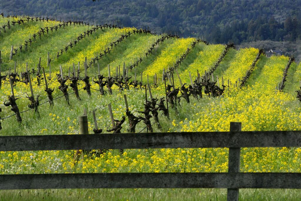 Mustard covers the gently rolling hills of the Sonoma Valley at B.R. Cohn Winery. (John Burgess / Press Democrat)