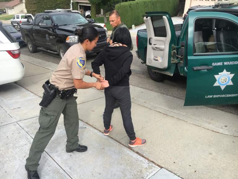 A California Department of Fish and Wildlife officer places an abalone poaching suspect under arrest on Wednesday, Sept. 20, 2017. (CALIFORNIA DEPARTMENT OF FISH AND WILDLIFE)