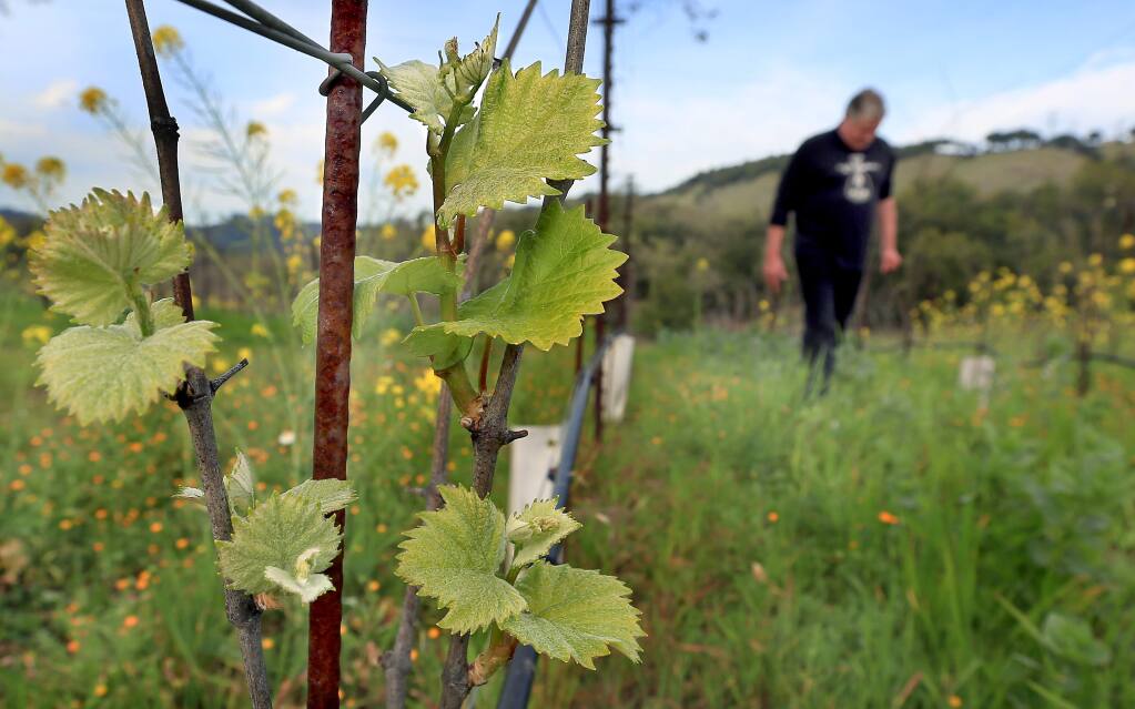 In a pinot vineyard at Paradise Ridge Vineyards and Winery in Santa Rosa, bud break is underway, Tuesday, Feb. 3, 2015. According to Paradise Ridge winemaker Dan Barwick, right, this vineyard normally breaks in mid-March. (KENT PORTER/ PD)