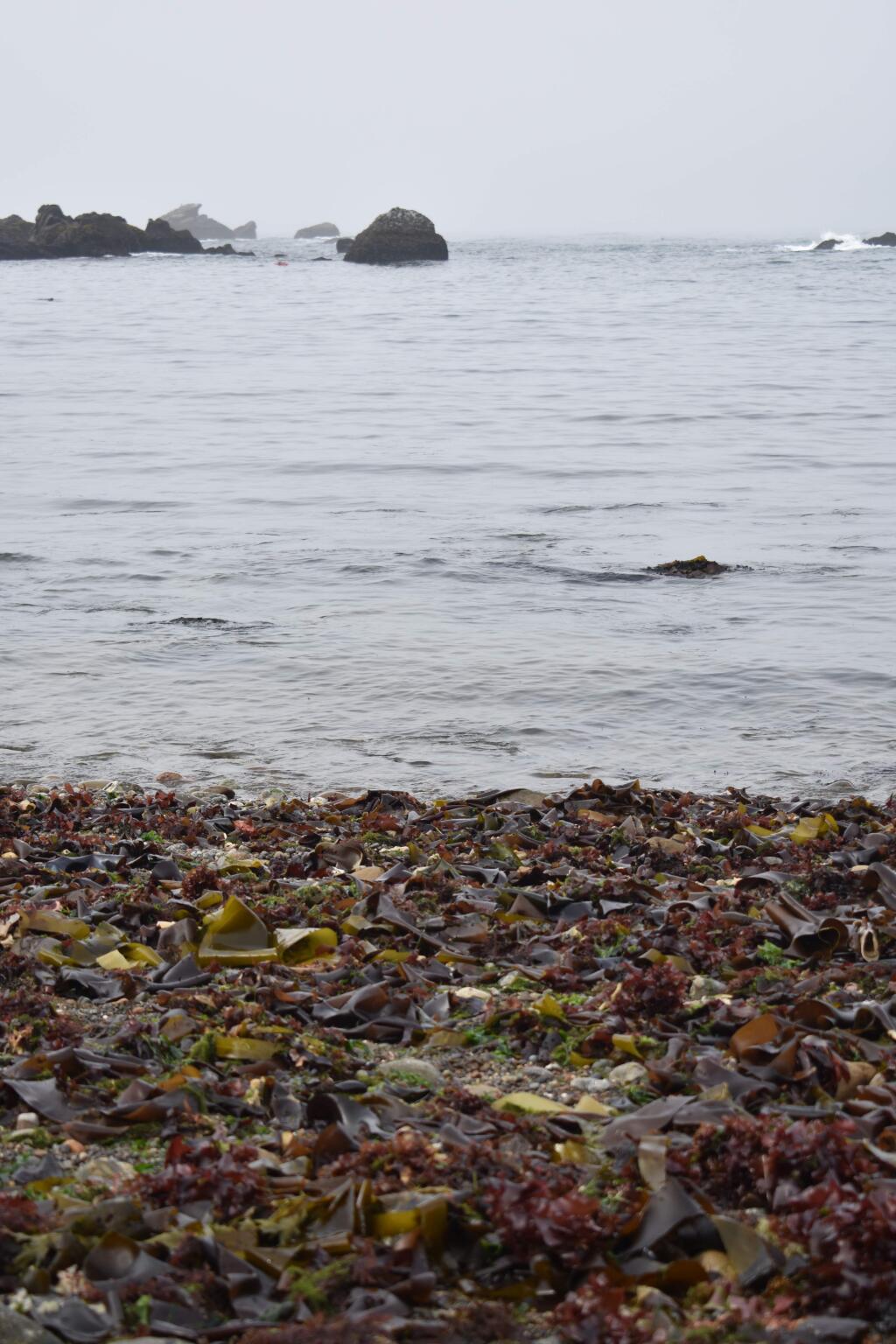 A variety of seaweed on the shore of Stillwater Cove. (Photo by Tracy Salcedo)