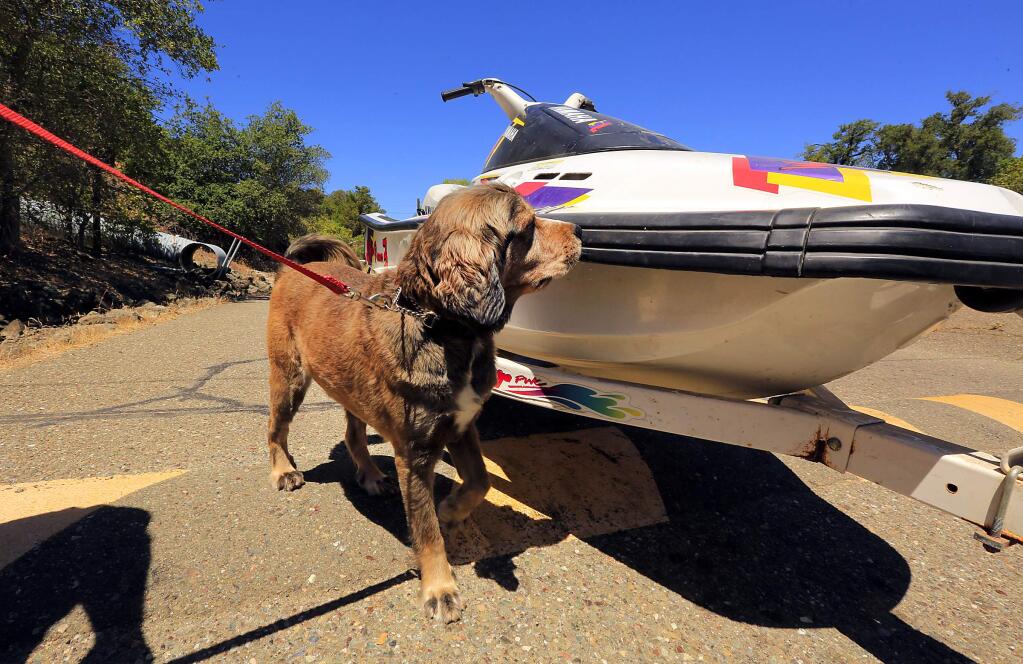 Handler Freddy Fahl leads Captain Korky on a sniffing search for quagga mussels on boats and jet skis at the boat ramp at Lake Sonoma on Friday. The Sonoma County Water Agency and the Army Corp of Engineers received a $600,000 state grant to keep the highly prolific quagga mussel from spreading to Lake Sonoma and Mendocino. (JOHN BURGESS/The Press Democrat)