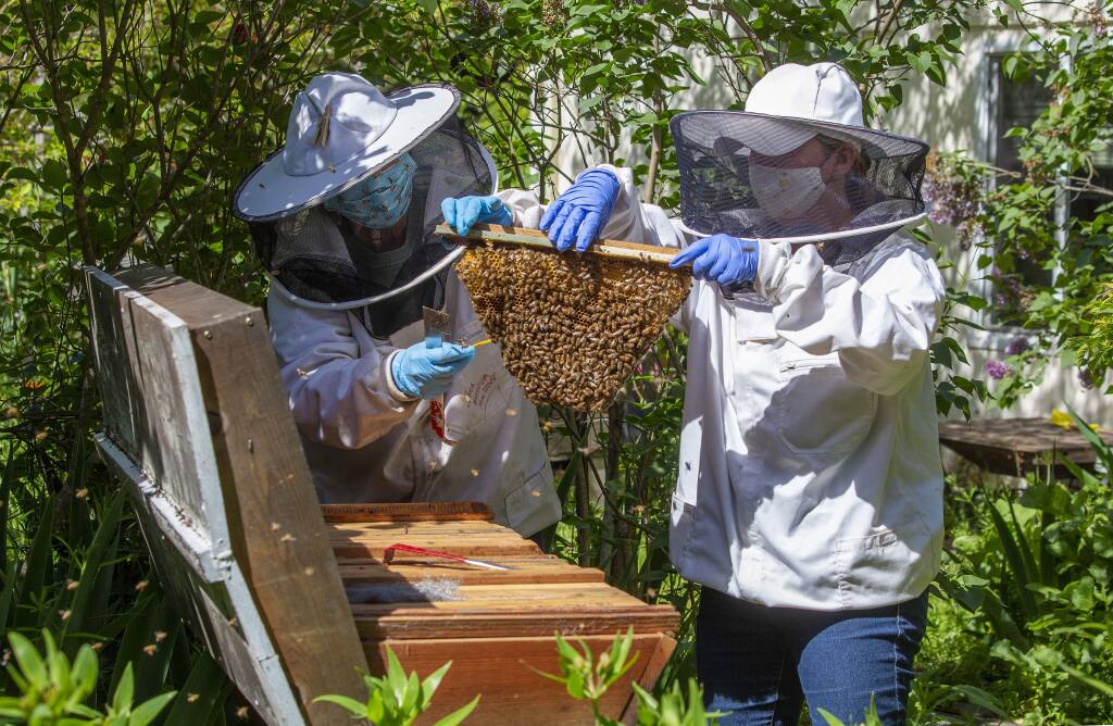 Thea Vierling, left, and Susan Simons lift a shelf from one of Vierling's hives at her home in Kenwood. (Photo by Robbi Pengelly/Index-Tribune).