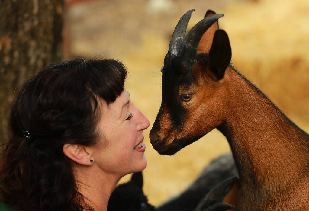 Goatlandia Sanctuary founder Deborah Blum snuggles with an Oberhasli goat at her farm animal rescue center outside of Santa Rosa. (photo by John Burgess/The Press Democrat)