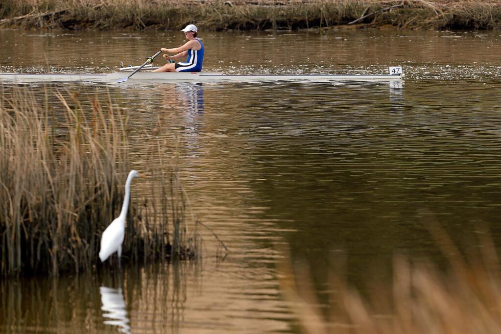 A great egret watches Rebecca Clark of the Berkeley Paddling and Rowing Club paddle past the Petaluma Marina as she competes in the Petaluma River Marathon, in Petaluma, California on Sunday, September 3, 2017. (Alvin Jornada / The Press Democrat)