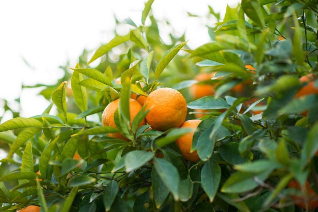 Some gardeners have noticed fruit from their mandarin trees have not been as sweet as in past years.