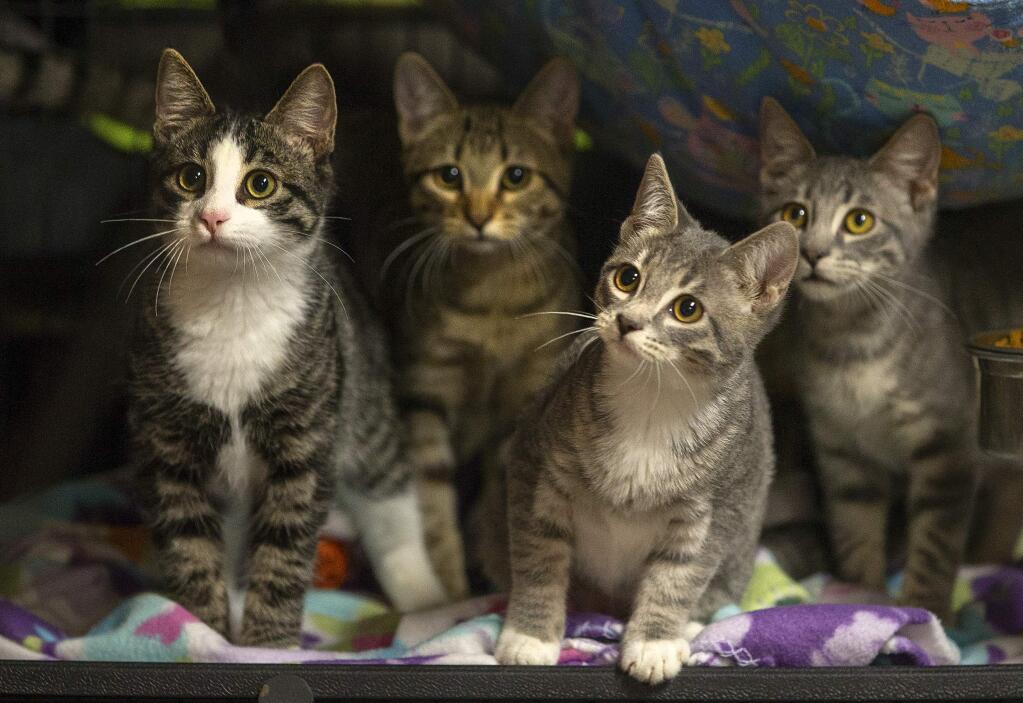 A litter of kittens just received their microchips and vaccinations and are ready to adopt out by volunteer Ellen Johnson. The mother of the kittens was found in the Camp fire zone. (John Burgess/The Press Democrat)