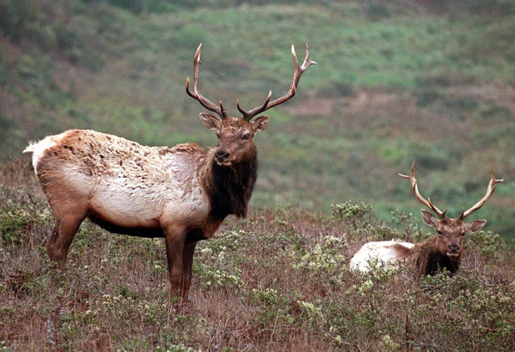 A pair of male Tule elk are shown on Tomales Point in Point Reyes National Seashore in 1999. (AP Photo/Eric Risberg)