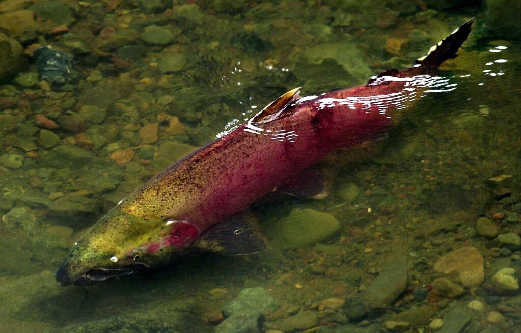 A male coho salmon, with its bright red body, rests in a pool on it's migration up Devils Gulch Creek, a small tributary of Lagunitas Creek in Marin County, on Saturday, Dec 8, 2001. The fish and many others like it were seen during a walk sponsored by the Salmon Protectin and Watershed Network (SPAWN).