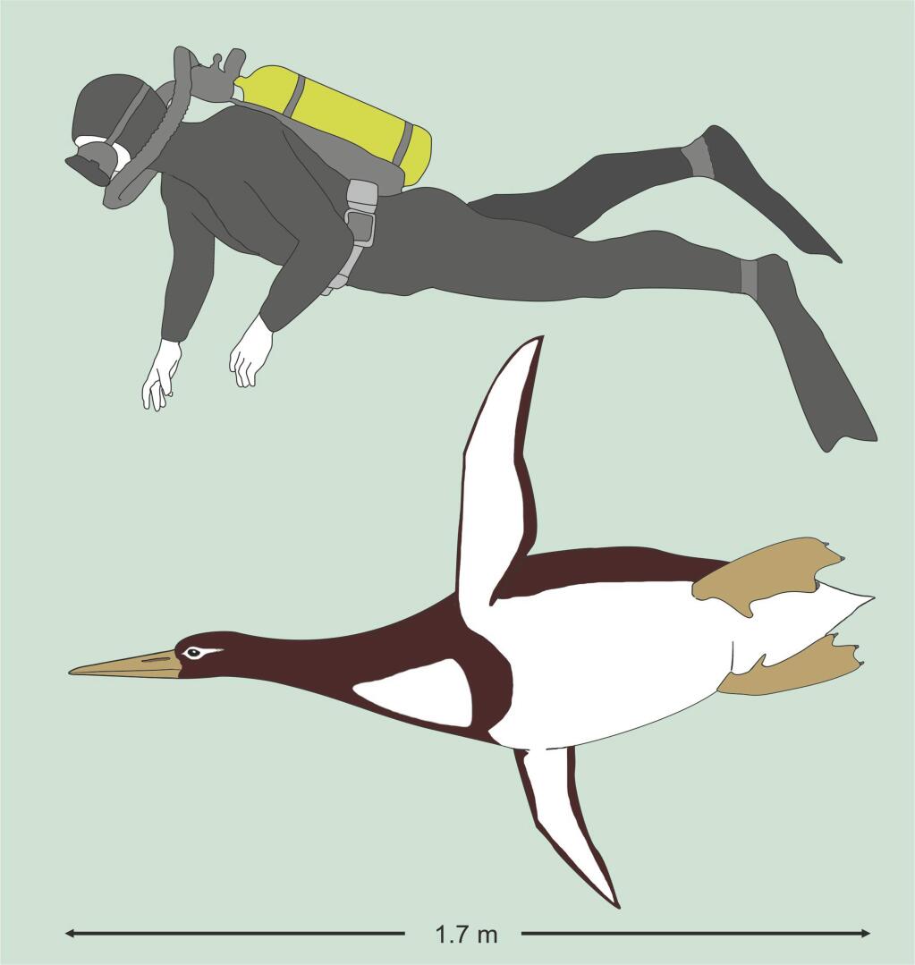 This illustration provided by Gerald Mayr shows the sizes of an ancient giant penguin Kumimanu biceae and a human being. On Tuesday, Dec. 19, 2017, researchers announced their find of fossils from approximately 60-55 million years ago, discovered in New Zealand, that put the creature at about 5 feet, 10 inches (1.77 meters) long when swimming, and 223 pounds (101 kilograms). (Gerald Mayr/Senckenberg Research Institute via AP)