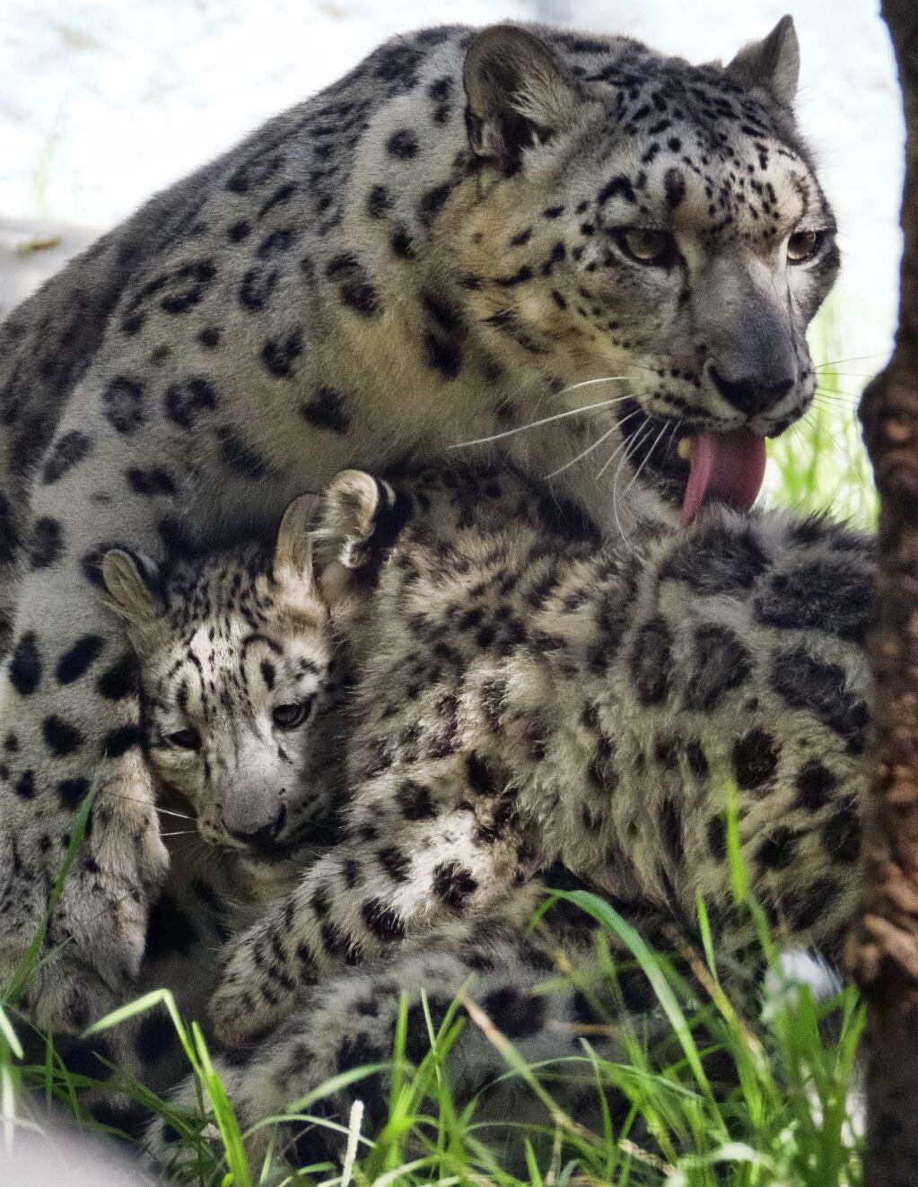 Endangered snow leopard Georgina, grooms one of her twin cubs in their enclosure at the Los Angeles Zoo on Tuesday, Sept. 12, 2017. Brother and sister snow leopard kittens romped and rough-housed as they made their public debut Tuesday. The fuzzy siblings, born in May, explored their outdoor habitat as their mother Georgina and zoo visitors looked on. (AP Photo/Richard Vogel)