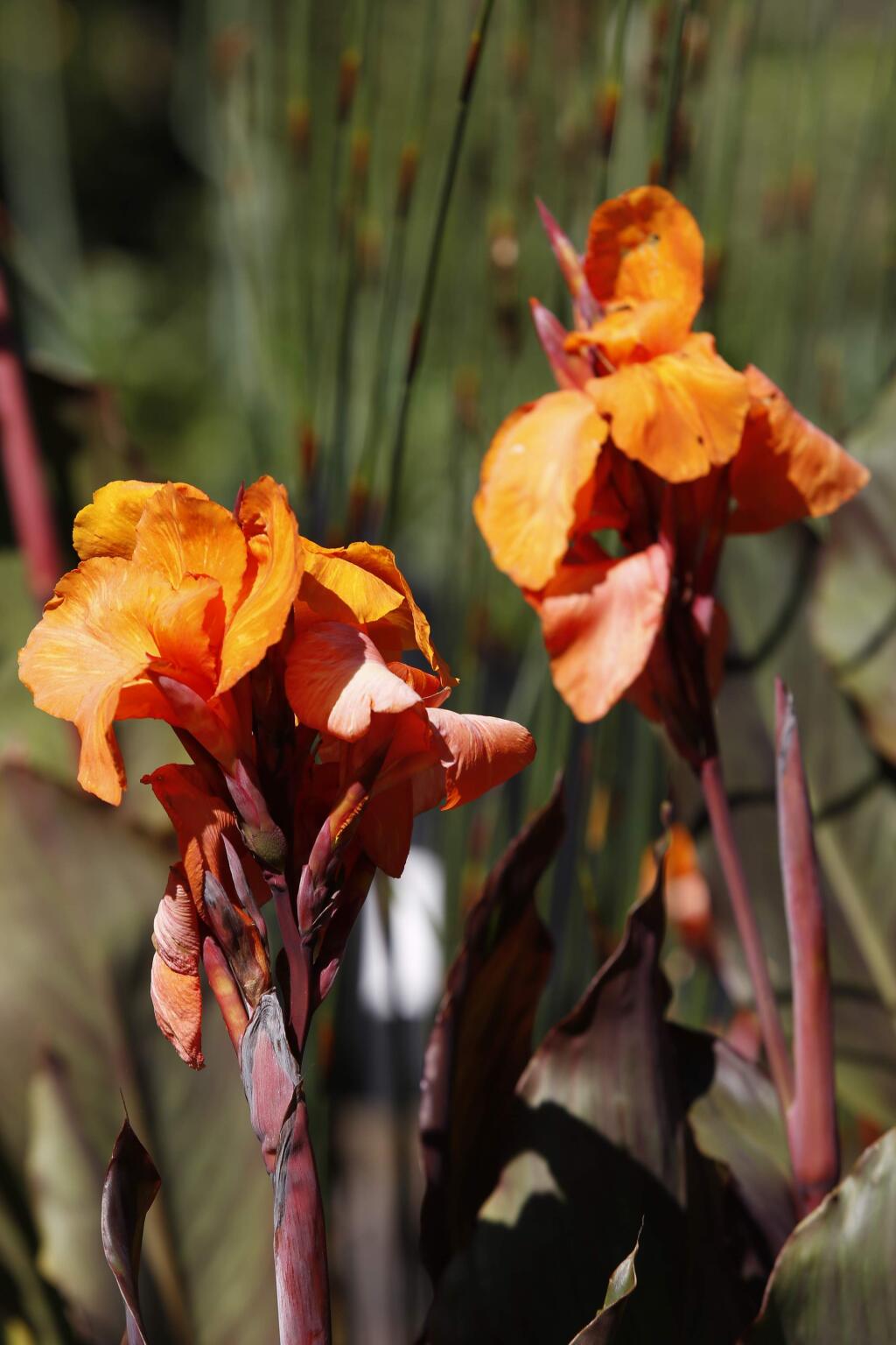 Canna lilies grow in a garden designed by landscape architect Kate Anchordoguy in Sebastopol, on Wednesday, July 1, 2015. (BETH SCHLANKER/ The Press Democrat)