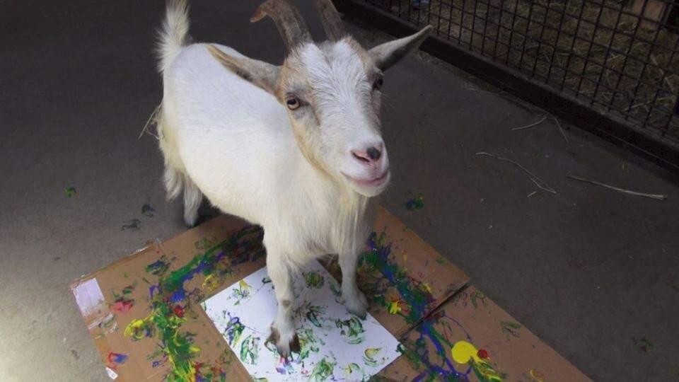 In this July 13, 2015, photo Maggie, a Nigerian dwarf goat, stands on a painting she created as part of an art show to raise funds for charity. Elephants, giraffes, goats, lemurs and even a cockroach at the Oakland Zoo produced abstract paintings in bright colors that will be auctioned on eBay starting Thursday. (Erin Dogan Harrison, The Oakland Zoo via AP)
