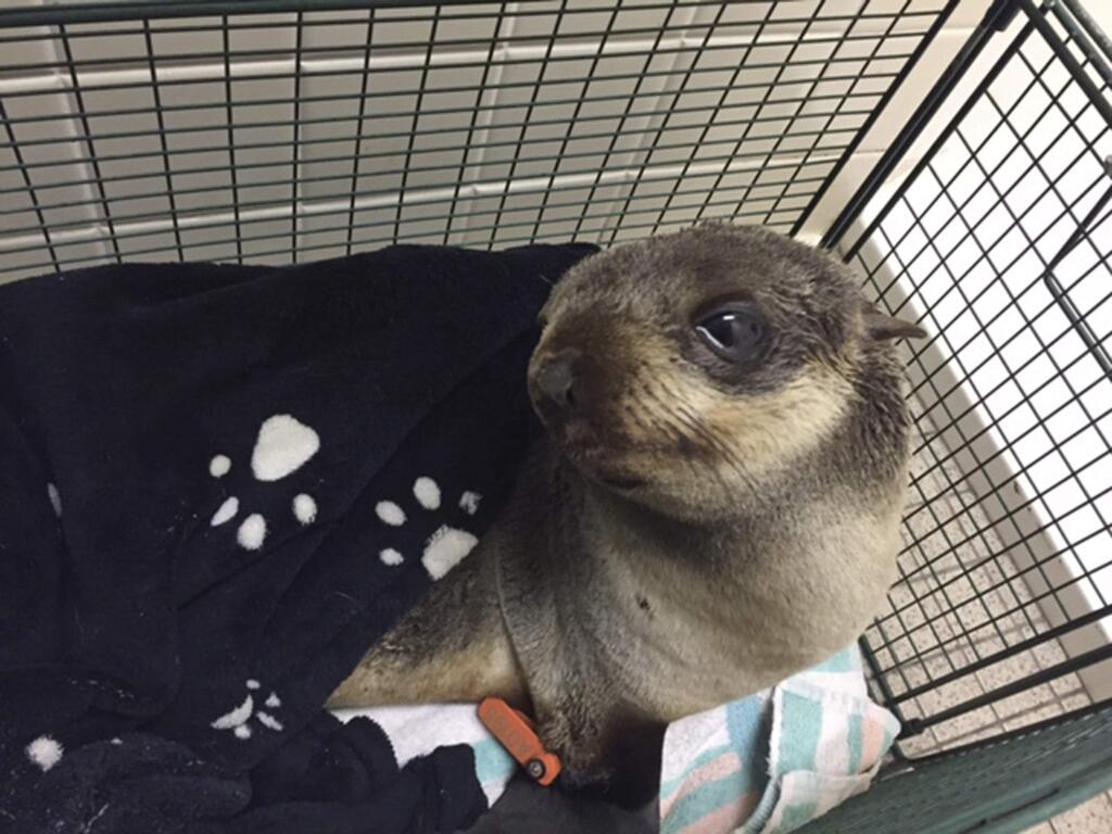 In this Thursday, March 24, 2016, photo provided by the Fremont Police Department, is a young seal pup who made a wrong turn, ending up in Fremont, Calif. The baby California fur seal somehow made it four miles from the water to the front yard of a home in the San Francisco Bay Area Thursday. The seal had no visible signs of injuries and was taken to the Marine Mammal Center in Sausalito for care. (Fremont Police Department via AP)