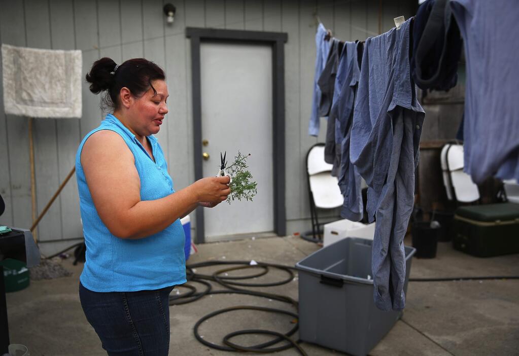 Rosa Apolinar cuts a ruda plant to make an herbal medicinal bath for her husband, Jose, at their home in Santa Rosa, on Tuesday, October 27, 2015. (Christopher Chung/ The Press Democrat)