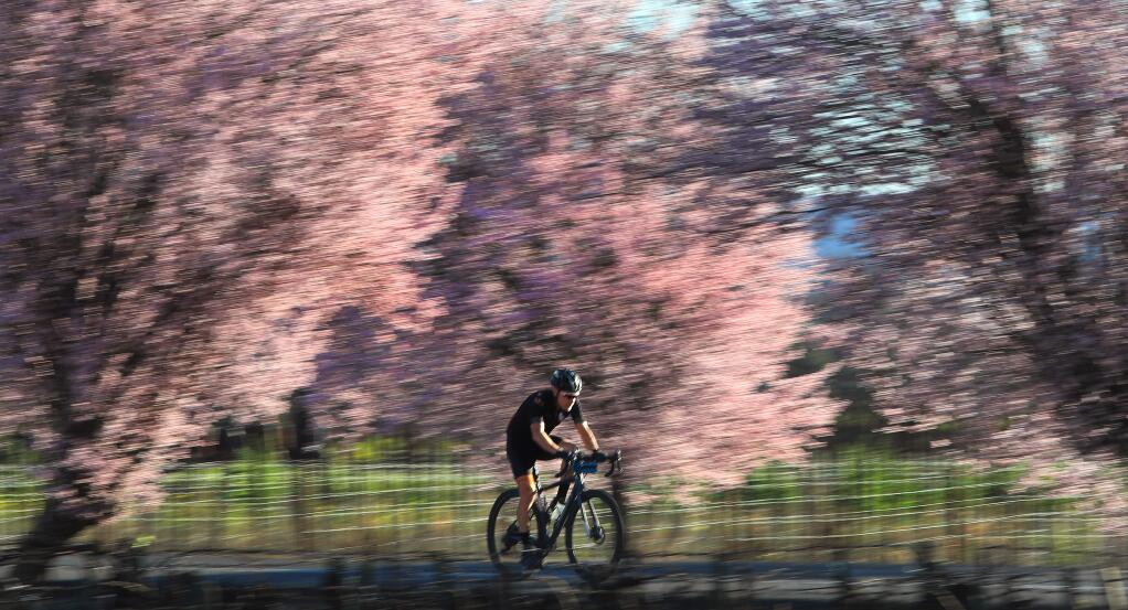 Plum trees started blooming early this year due to the warm dry weather, Monday, Feb. 24, 2020 on Old Redwood Highway near Healdsburg. (Kent Porter / The Press Democrat) 2020