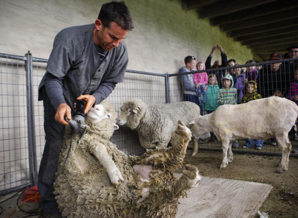 Petaluma, CA. Saturday, April 13, 2017._ Crowds flocked to Sheep Shearing Day at the Petaluma Adobe State Park as shearer, John Sanchez demonstrated historic and current ways of cutting wool off sheep.(CRISSY PASCUAL/ARGUS-COURIER STAFF)