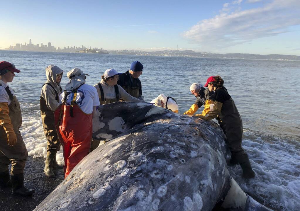 In this photo taken Tuesday, March 12, 2019, provided by The Marine Mammal Center, a gray whale carcass is examined by experts from the center and its partners with the California Academy of Sciences at Angel Island State Park, Calif. Marine experts say two dead gray whales were found in the San Francisco Bay this week and that one of them died from severe malnutrition. The Marine Mammal Center in Sausalito said Thursday scientists were unable to determine a cause of death for the other whale. (Cara Field/The Marine Mammal Center via AP)