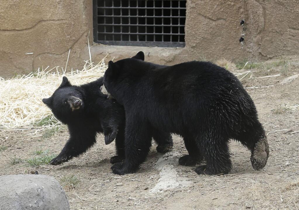 A male black bear cub, right, and plays with a female black bear cub at the San Francisco Zoo in San Francisco, Tuesday, Aug. 15, 2017. The still nameless cubs that were abandoned by their mothers were found emaciated and wandering alone in Alaska hundreds of miles apart about three months ago. (AP Photo/Jeff Chiu)
