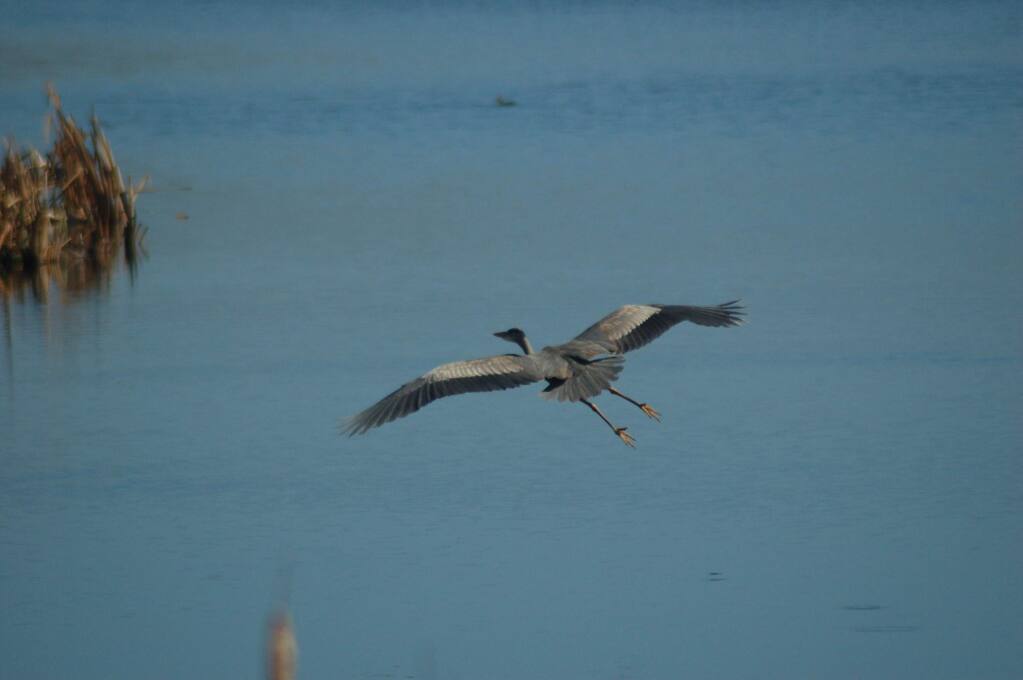 tracy salcedoA great blue heron glides over the waters of Abbotts Lagoon in the Point Reyes National Seashore.