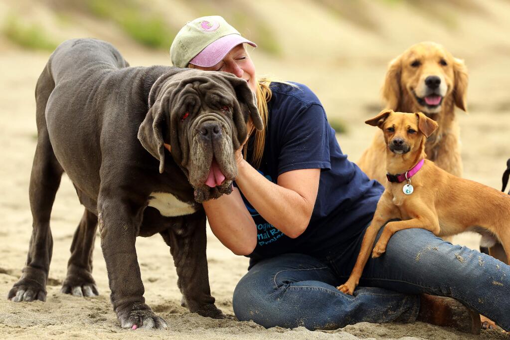 Shirley Zindler took her rescue dog Martha to Dillon Beach on Wednesday before sending her off to her new home in Penngrove later in the day. Martha is fresh off a trip to New York and the Today Show after winning this year's World's Ugliest Dog title at the Sonoma-Marin Fair. (John Burgess/The Press Democrat)