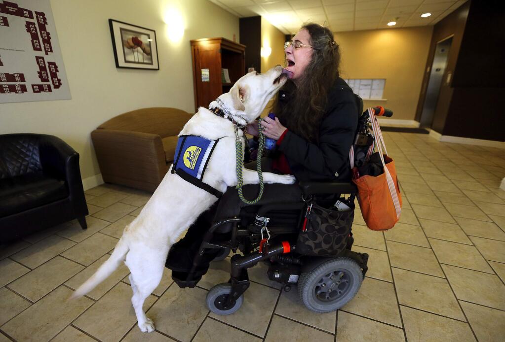 Yellow lab Cate shows her affection for Colette Emanuel in the lobby of her Petaluma apartment building. Cate was trained by Cannine Companions for Independence. (JOHN BURGESS / The Press Democrat)
