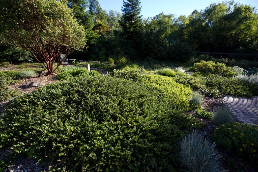 Ceanothus 'Anchor Bay' is shown foreground left, at the garden of Josh Williams, in Sebastopol, Calif., on Friday, June 16, 2017. (Photo by Darryl Bush / For The Press Democrat)