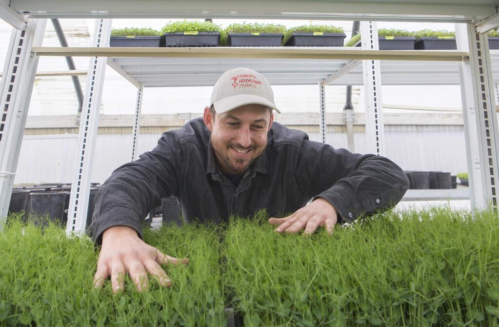 Running his hands over some pea shoots, Jerome Cunnie specializes in growing microgreens - tiny edible greens grown from seed - at the farm on Broadway. (Photo by Robbi Pengelly/Index-Tribune)