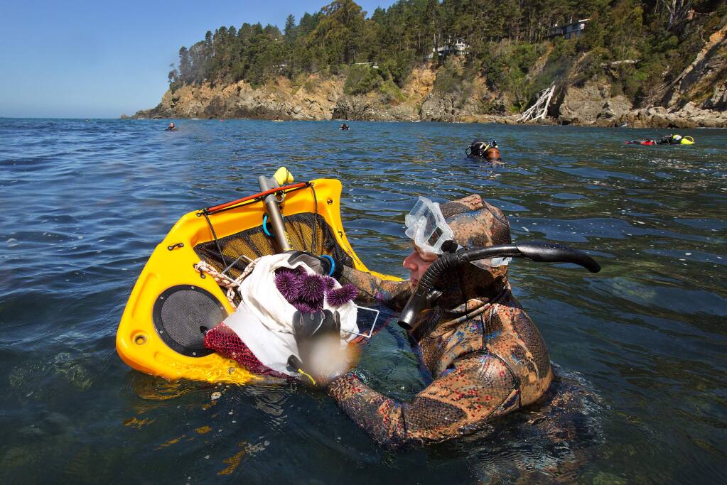 Volunteer diver Che Casul fills a bag with purple sea urchins gathered at Ocean Cove on Saturday. The divers gathered to reduce over-populations of purple sea urchins who are upsetting the balance of life on the Sonoma Coast. (photo by John Burgess/The Press Democrat)