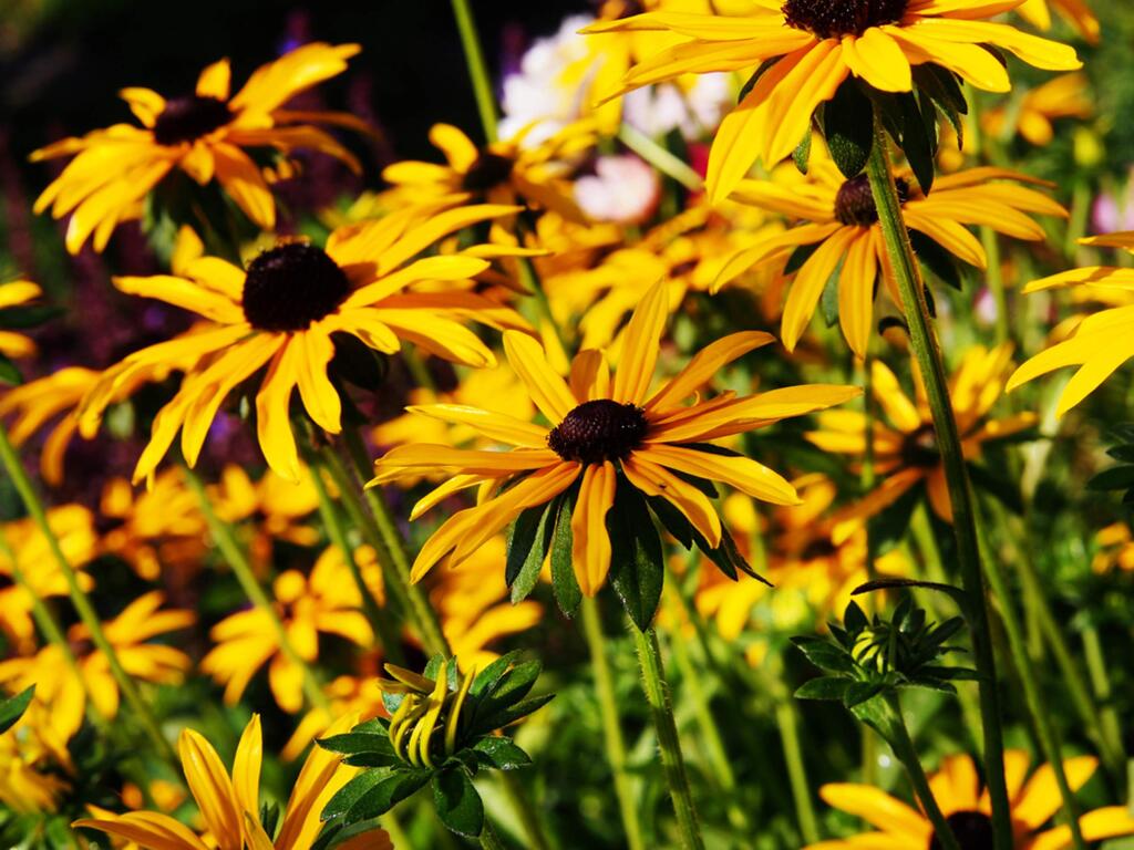 The most common rudbeckia is the perennial Rudbeckia fulgida ‘Goldstrum.' It is a long-blooming, easy-to-grow plant that spreads over time by rhizomes.
