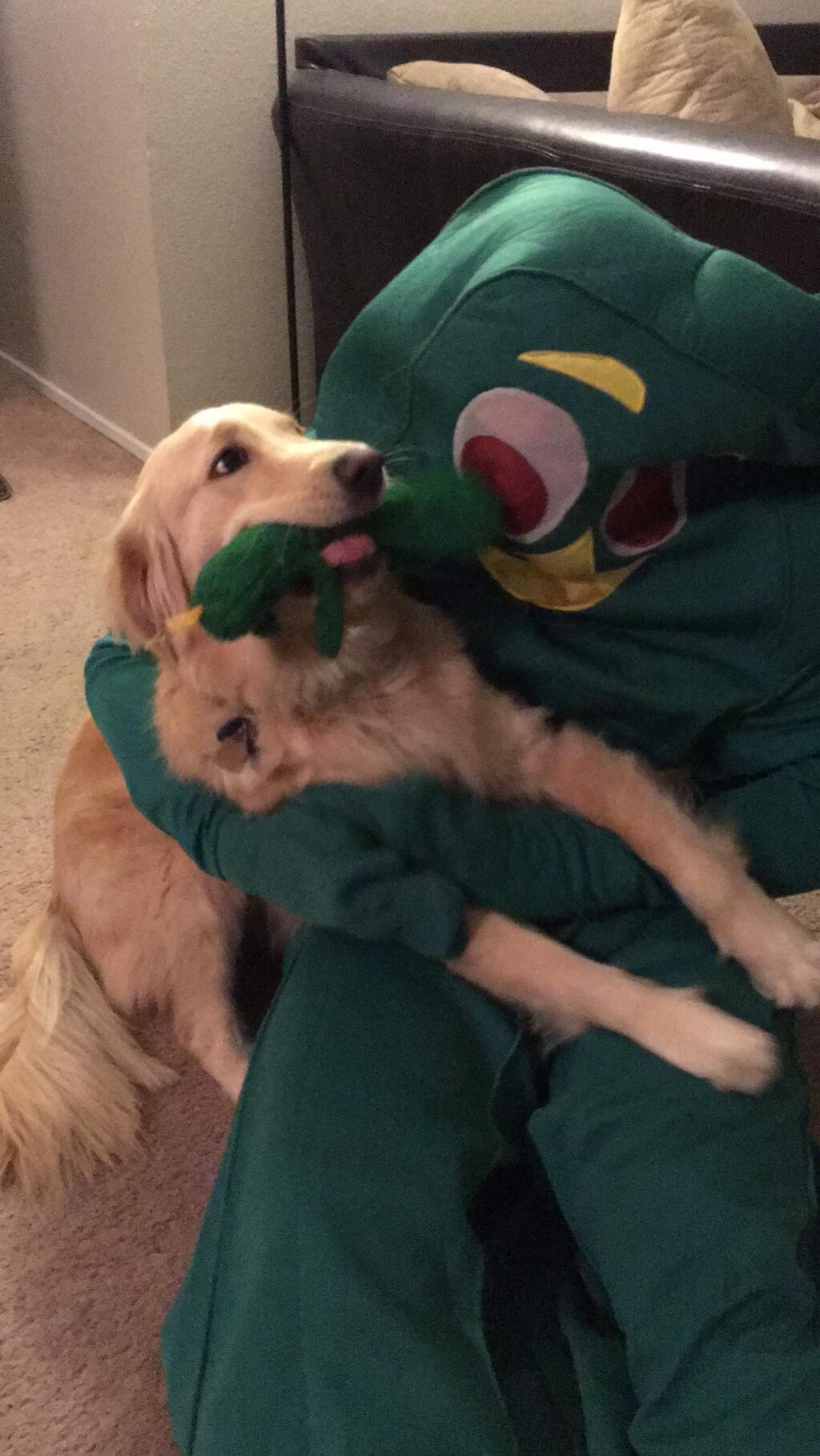 Ben Mesches of Petaluma, dressed as his dog Jolene's favorite toy, Gumby, enjoys the golden retriever's attention. (Submitted)