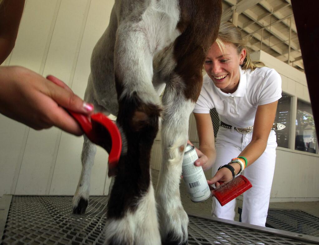 Forestville 4H member Heidi Taylor, 15, sprays livestock glue on the legs of her goat in preparation for Wednesday's judging at the Sonoma County Fair. After fluffing the legs the glue makes the legs appear more full for the judges.