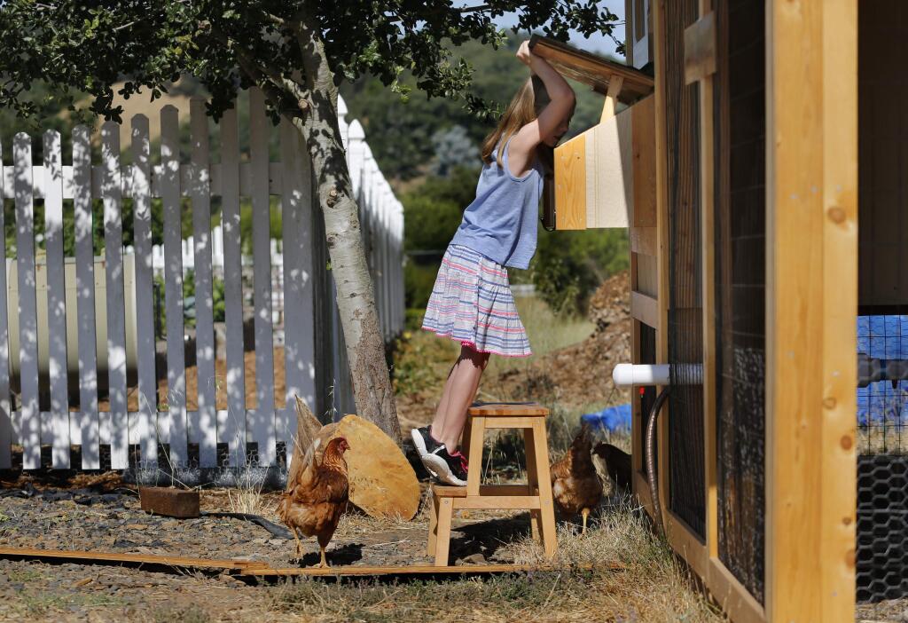 Grace Anne Doyle, 9, a talented young singer dealing with cerebral palsy, looks for eggs in the chicken coop in her backyard in Santa Rosa, on Thursday, July 7, 2016. (BETH SCHLANKER/ The Press Democrat)