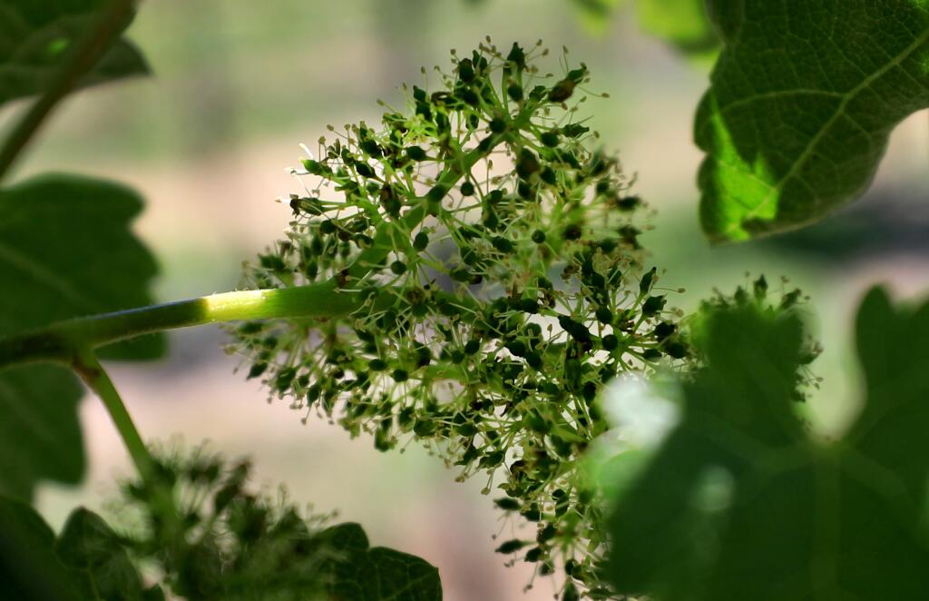 Grape clusters begin to take shape in Mike Boer's vineyard in Hopland, Friday, May 31, 2019. (Kent Porter / The Press Democrat) 2019
