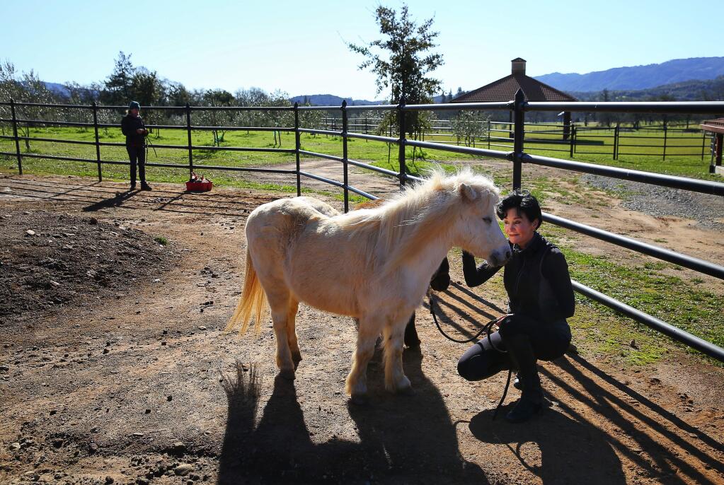 Dr. Charlyn Belluzzo, founder of Belos Cavalos, pets Chloe, a miniature horse, at the ranch, near Kenwood, on Friday, January 27, 2017. (Christopher Chung/ The Press Democrat)