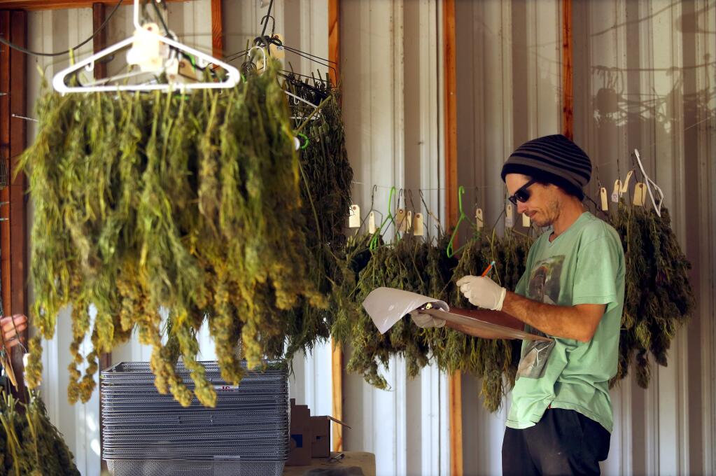 Employees of the Bay Area Safe Alternatives Collective in San Francisco process a variety of marijuana grown on their Santa Rosa area farm on Tuesday, October 11, 2016. The collective chooses to keep employees anonymous. (John Burgess/The Press Democrat)