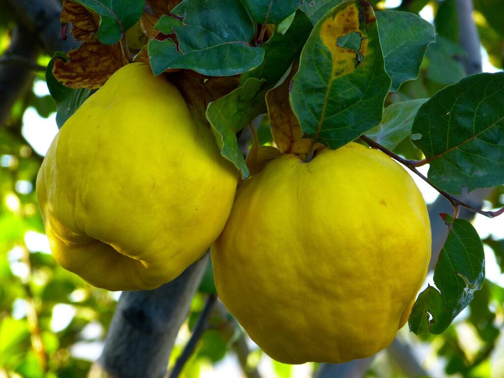 The best source for quinces are farmers markets, unless you happen to have neighbor with a tree.