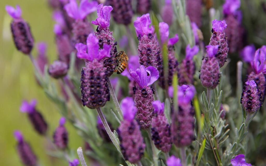 A bee collects pollen from french lavender along the North Sonoma Mountain Trail in the North Sonoma Mountain Regional Park and Open Space Preserve, in Santa Rosa on Tuesday, April 25, 2017. (Christopher Chung/ The Press Democrat)