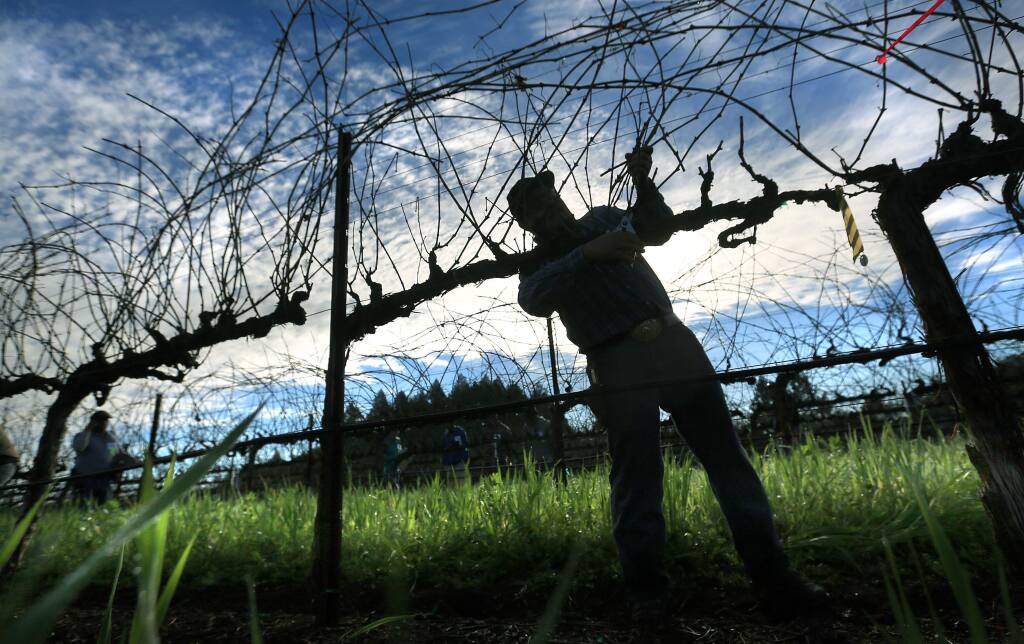 Reyes Coria Gullion prunes grape vines during the 16th Annual Sonoma County Pruning Championship, Friday Feb. 13, 2015 at SRJC's Shone Farm in Forestville. (Kent Porter / Press Democrat) 2015