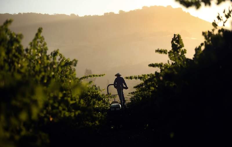 The first sparkling wine grapes are harvested for Mumm Napa, Friday August 10, 2012 in the Napa Valley. (Kent Porter / Press Democrat) 2012