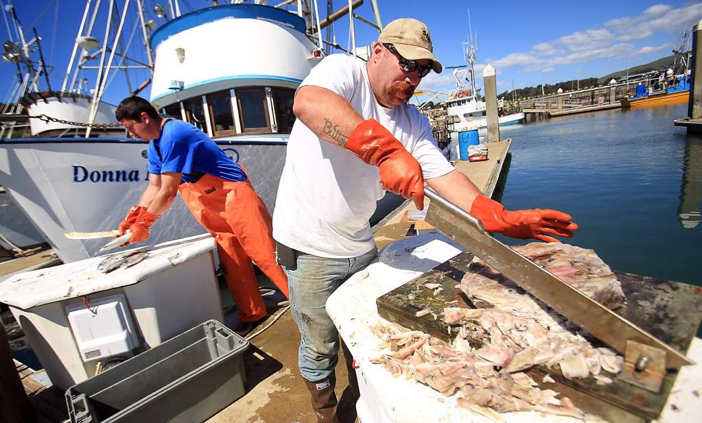 Deckhand Sean Amoroso, right and skipper Matt Anello cut frozen squid and mackerel as they prepare to head out to catch crab, Tuesday March 29, 2016 in Bodega Bay. (Kent Porter / Press Democrat) 2016