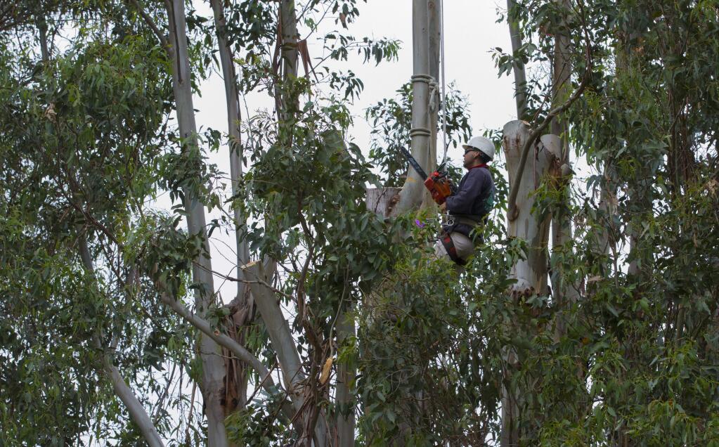 Workers from Sonoma County Tree Experts chainsawed then removed large branches from the tops of several eucalyptus trees in Depot Park on Monday, April 11, 2016. (Robbi Pengelly/Index-Tribune)