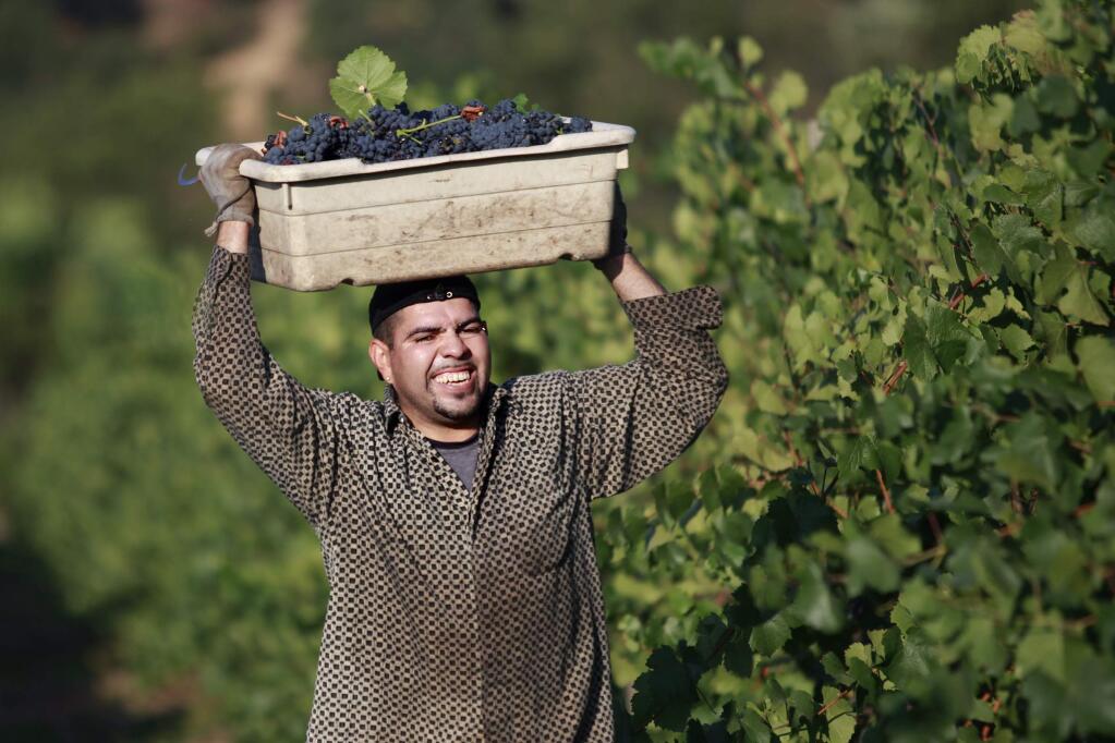 Jorge Pulido grimaces as he lifts a bin full of pinot noir grapes at Vyborny's Game Farm vineyard on Wednesday, July 30, 2014 north of Yountville, California. (BETH SCHLANKER/ The Press Democrat)