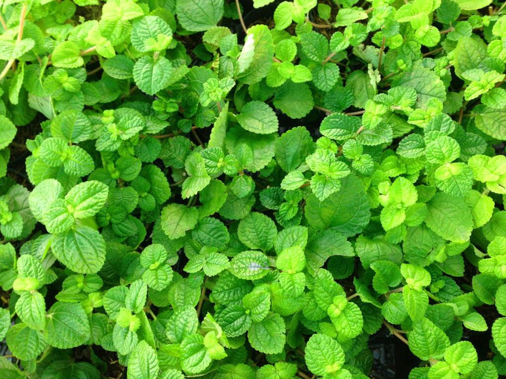 Mint can spread 2 feet or more if kept well-watered over a summer.