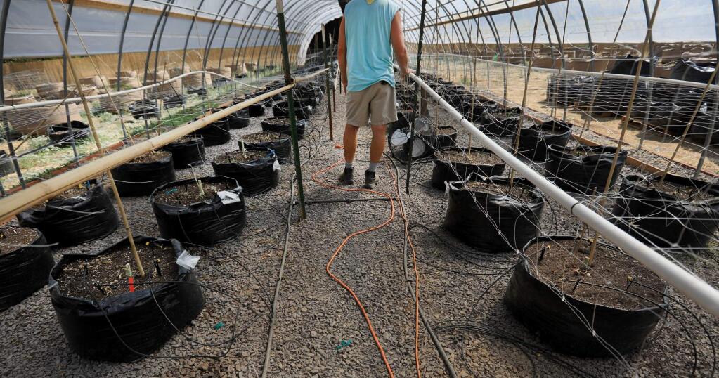 California Fish and Wildlife agents pulled nearly 200 pot plants out of a Mendocino County couple's garden, despite signs posted at the property from the county agriculture commissioner stating they're in good standing to get a local cannabis cultivation permit. On Thursday August 17, 2017 the greenhouse and surrounding plots are bare just weeks before harvest. (Kent Porter / Press Democrat) 2017