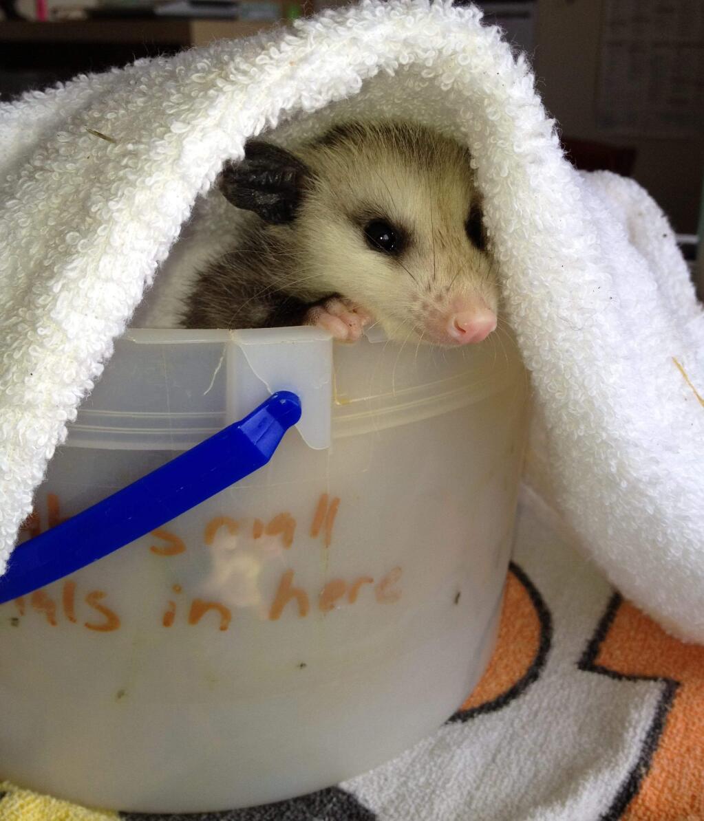 Photos by Sonoma County Wildlife rescueAnimals will often seek out warm and dry areas to have their babies. Raccoons prefer attics, while skunks prefer lower areas, such as crawl spaces.