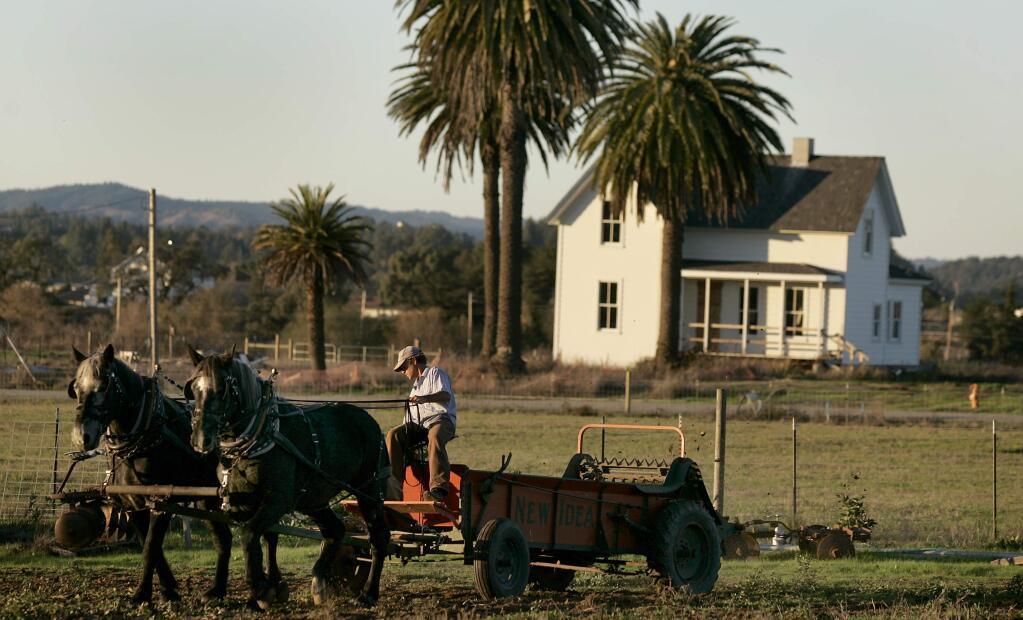 Stuart Schroeder guides his percheron horses Bonnie and Betsie as he spreads manure from a wagon at his farm near the Laguna Learning Center Thursday November 13, 2008. (Kent Porter / The Press Democrat)