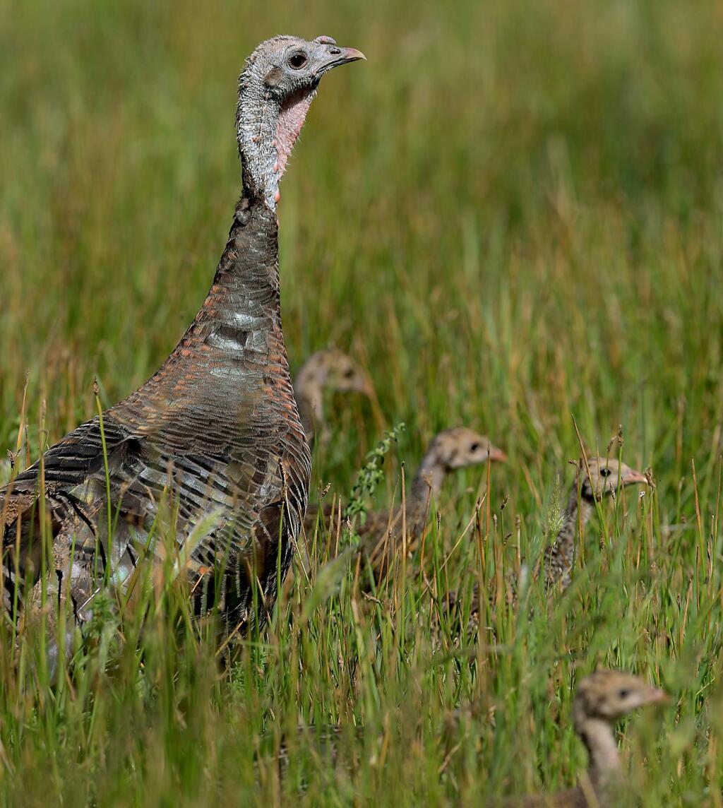 A turkey and its brood forage in a marsh area near Lake Ilsanjo in the Trione-Annadel State Park in Santa Rosa, Monday, June 18, 2018. (Kent Porter / The Press Democrat) 2018