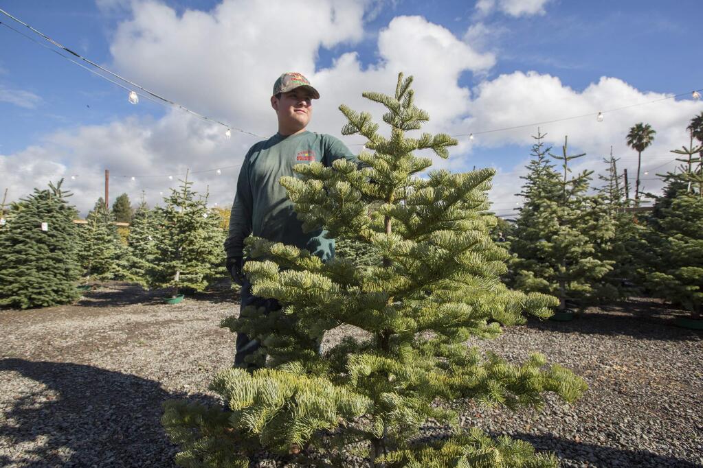 At Nyberg's Christmas Trees on Broadway, Elyd Avolos holds on to a purchased tree and waits for further instruction. (Photo by Robbi Pengelly/Index-Tribune)